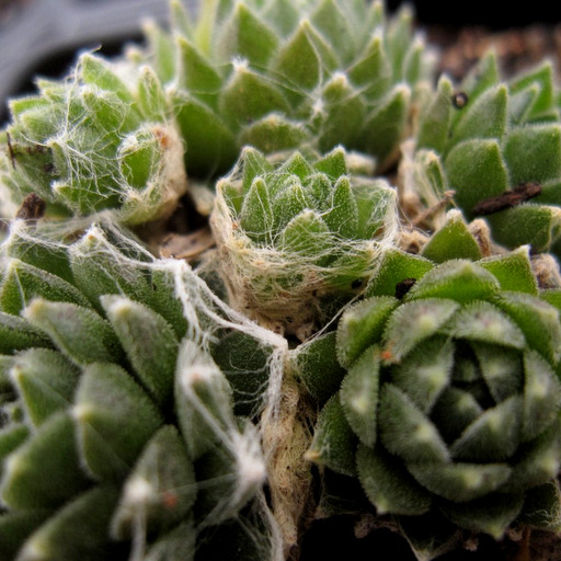 Sempervivum arachnoideum 'Minutissimum'